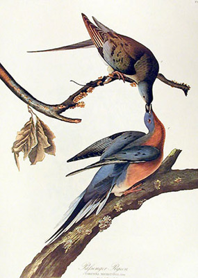 Pigeon migrateur