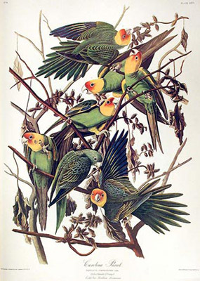 Conure de Caroline