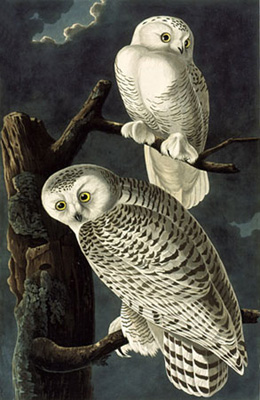 Harfang des neiges