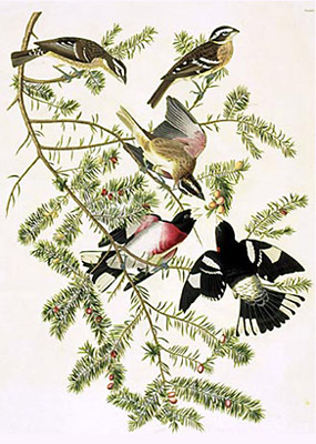 Cardinal  poitrine rose