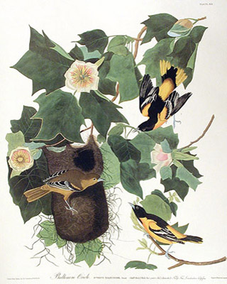 Oriole du Nord