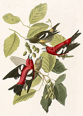Bec-crois bifasci