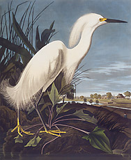 Audubon : l'aigrette neigeuse