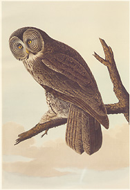 Audubon : chouette