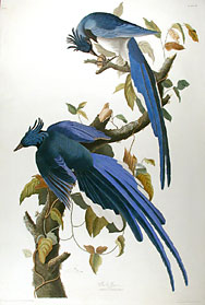 Audubon: le geai  face noire