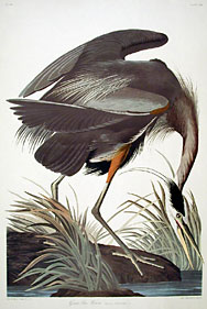 Audubon : le grand Hron bleu