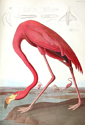 Flamant rose