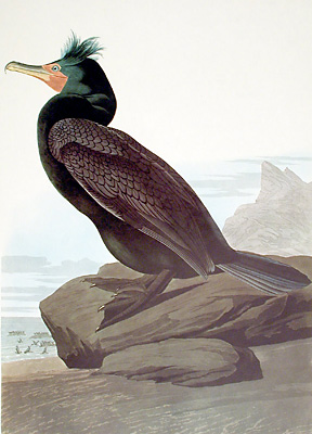 Cormoran  aigrette