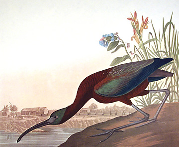 Ibis falcinelle