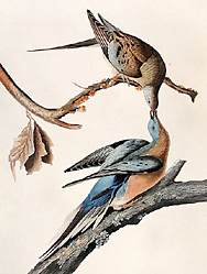 Audubon : passenger pigeon
