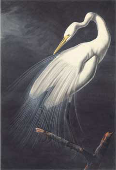 Grande aigrette