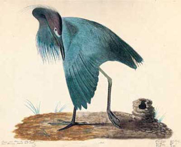 Aigrette bleue