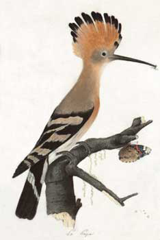 Huppe fascie