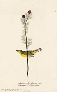 Audubon : la paruline  capuchon