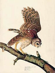 Audubon : la chouette raye