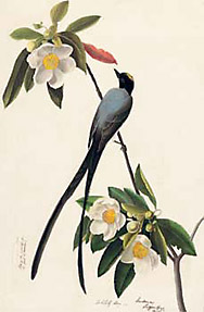 Audubon : tyran des savances