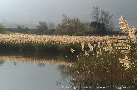 Les roselires du Salagou