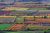 Vignoble du Salagou en automne